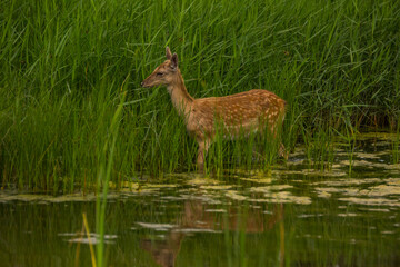 Fallow deer in Aiguamolls De L'Emporda Nature Reserve, Spain