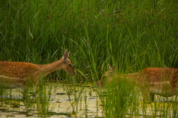 Fallow deer in Aiguamolls De L'Emporda Nature Reserve, Spain © Alberto Gonzalez 