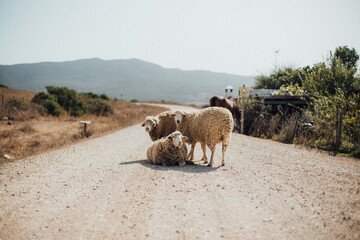 Obraz premium Moutons au milieu du chemin