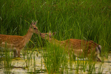 Fallow deer in Aiguamolls De L'Emporda Nature Reserve, Spain © Alberto Gonzalez 