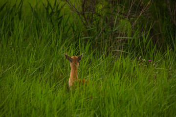Fallow deer in Aiguamolls De L'Emporda Nature Reserve, Spain © Alberto Gonzalez 