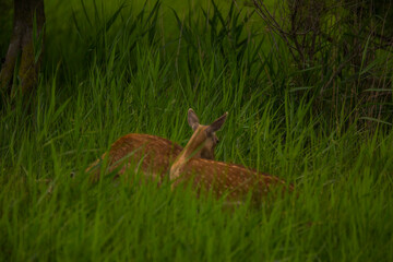 Fallow deer in Aiguamolls De L'Emporda Nature Reserve, Spain