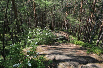 beautiful forest in the city of Krasnoyarsk