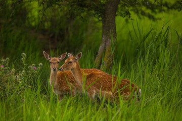 Fallow deer in Aiguamolls De L'Emporda Nature Reserve, Spain