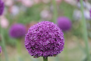 Close up view of a Purple Allium flower