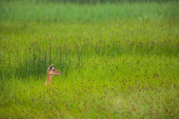 Fallow deer in Aiguamolls De L'Emporda Nature Reserve, Spain © Alberto Gonzalez 