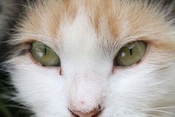 close up of a cat