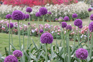 Close up view of a Purple Allium flower