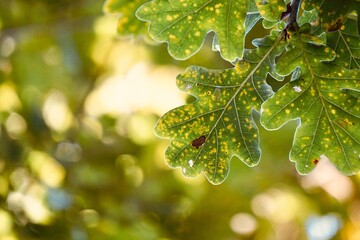 green tree leaves and sunlight in autumn season, autumn colors