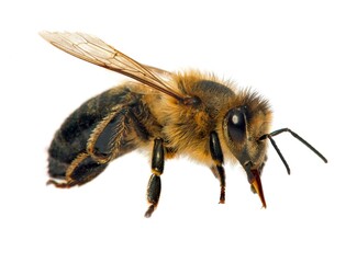 bee or honeybee in Latin Apis Mellifera