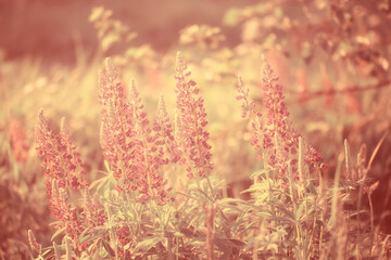 Fototapeta premium lupins in the field / summer flowers purple wild flowers, nature, landscape in the field in summer