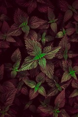 green and red plant leaves in atumn season, autumn colors