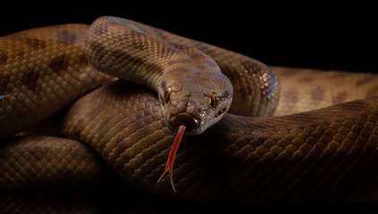 close up of a python