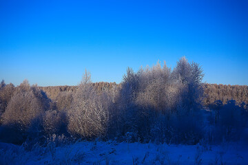 landscape winter forest, seasonal beautiful view in snowy forest december nature