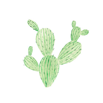 Watercolor green cactus isolated on white background. Botanical illustration. Succulent.