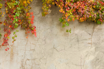 Old concrete retaining wall with hanging autumn climbing plants, background - obrazy, fototapety, plakaty