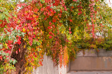 Climbing plants, trees branches with autumn leaves over retaining wall
