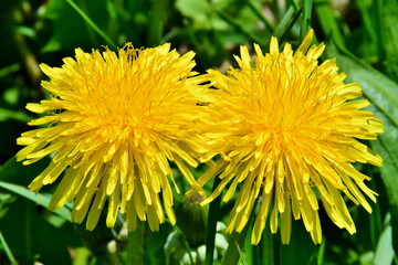 Löwenzahn in Großaufnahme