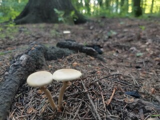 mushrooms in the forest