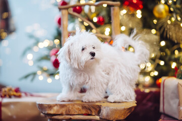 Small white terrier on the background of the Christmas tree