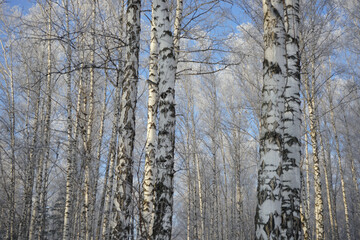 White tree trunks against the blue sky. Birch forest on a winter frosty sunny day. Beautiful landscape background of Russian nature. Close-up.