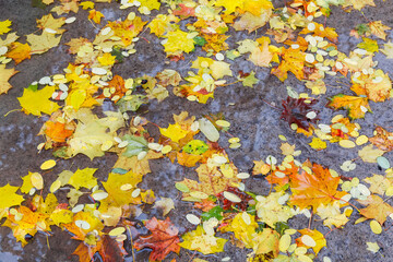 Top view of different fallen leaves in puddle during rain