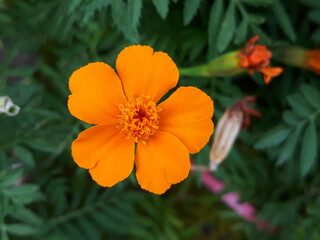close up orange color flower