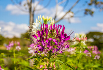 flower from Chiang Rai North Thailand Asia
