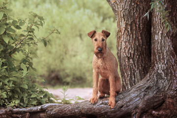 Red Irish Terrier sitting in a tree - 396291121