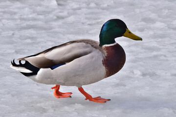 Ein Erpel mit seinem schillernden Gefieder auf dem Eis