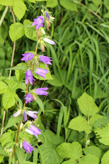 Bl&uuml;ten der Acker-Glockenblume, Ackerglockenblume, Glockenblume, Campanula rapunculoides