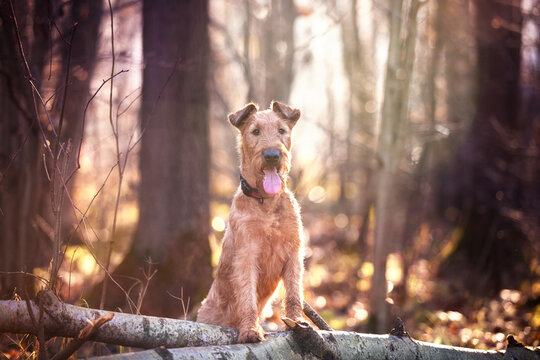 Close-up portrait of an Irish Terrier. Looks at the camera.