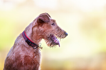 Close-up portrait of a young Irish Terrier