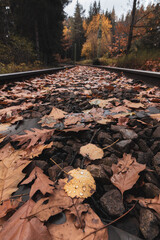 Obraz premium autumn leaves on the ground