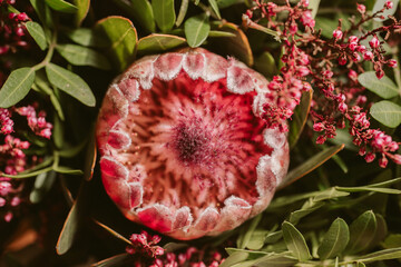 Close up of Protea flower. Beautiful protea flower in bloom.	