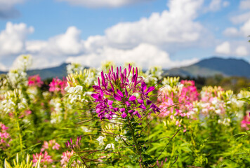Obraz premium flower from Chiang Rai North Thailand Asia
