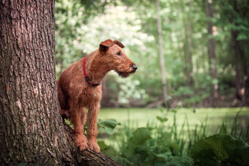 Red hunting dog hunts near the lake. - 396291949