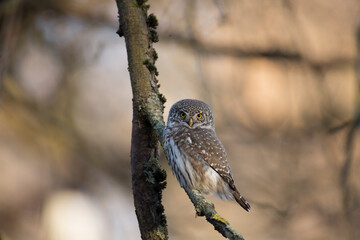 Eurasian pygmy owl sitting on a tree branch