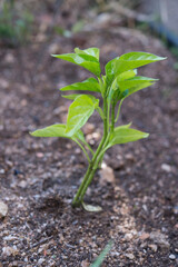 pepper plant in natural land