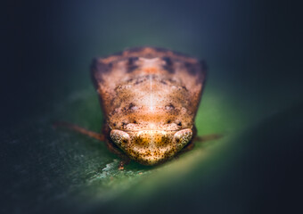 Closeup of a Leafhopper Nymph