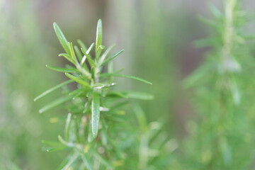 rosemary plant in natural soil