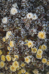 Frost im Garten