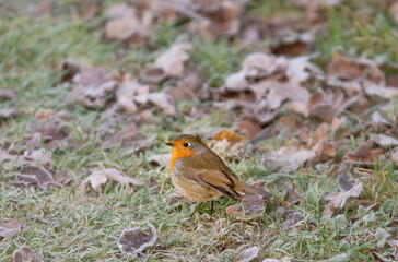 Das Rotkehlchen ist eine Vogelart aus der Familie der Fliegenschnäpper