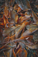 Frost im Garten