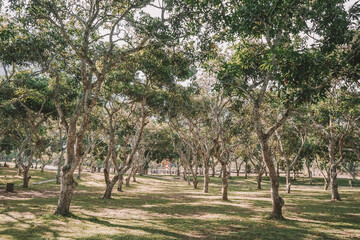 rows of trees