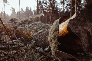 tree in the forest