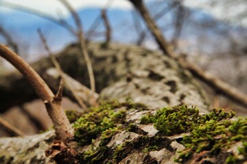 wood