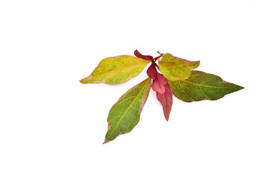 Colorful leaves graptophyllum pictum isolated on white