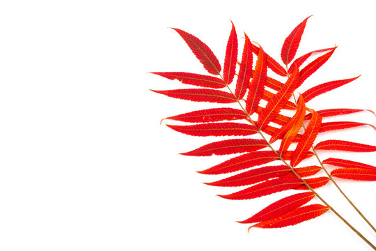 Red, green and yellow leaves of smoouth sumac isolated on white background. Autmn concept. Space for text
