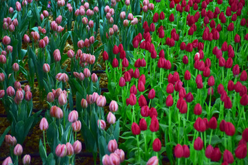 Colorful tulip flowers bloom in nature